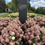 Hortenzia metlinatá (Hydrangea paniculata) ‘LIVING RASPBERRY PINK’® by LIVING CREATIONS® - výška 20-30 cm, kont. C1,5L